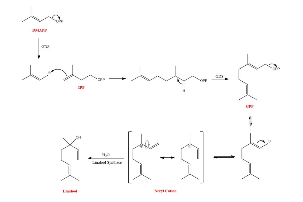 Linalool Biosynthesis
