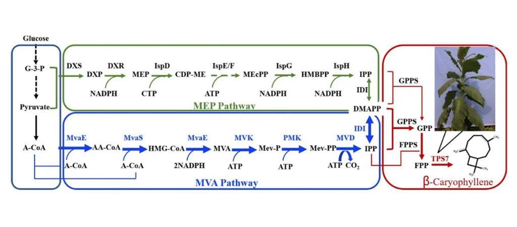 Simplified biosynthetic pathway of β-caryophyllene