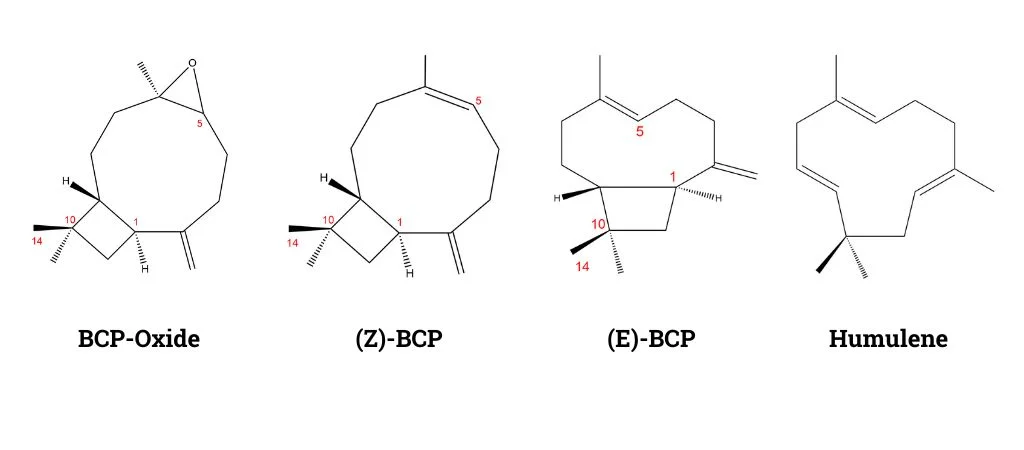 Structure of BCP